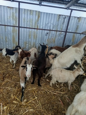 vand capre tinere si gestante - imagine 3