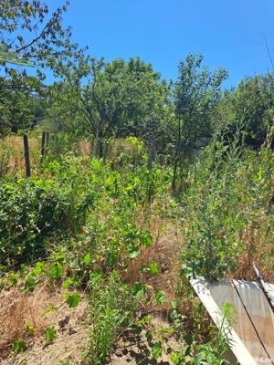 Casă Oncea str.Paleului 2 camere,hol,bucătărie,terasă,SC 80mp,ST 800mp - imagine 7