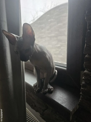 motănel sphinx 4 luni - imagine 2