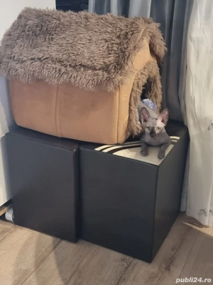 motănel sphinx 4 luni - imagine 4