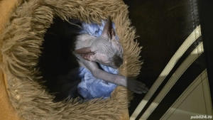 motănel sphinx 4 luni - imagine 5