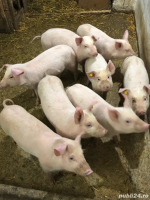 Purcei  13 Săptămani  - imagine 5