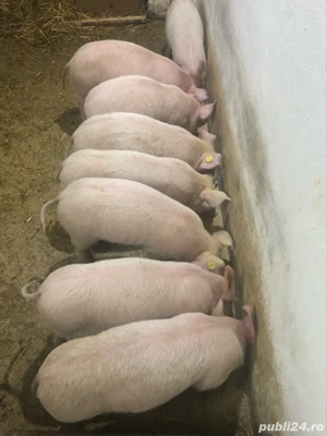 Purcei  13 Săptămani  - imagine 2