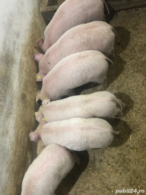 Purcei  13 Săptămani  - imagine 3