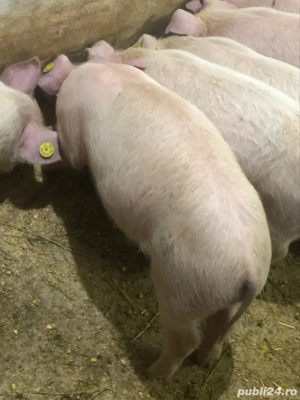 Purcei  13 Săptămani  - imagine 4