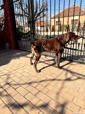 Brac german de 5 ani