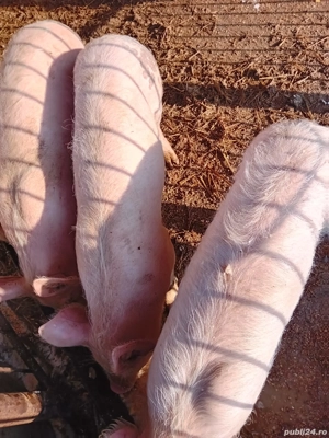 De vânzare  - imagine 3