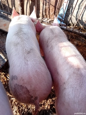 De vânzare  - imagine 4