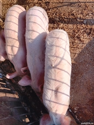 De vânzare  - imagine 2