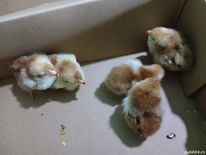 Vând 13 puișori Wyandotte  - imagine 5