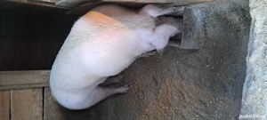 Vand scroafaare o fatare. - imagine 2