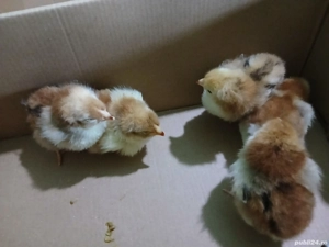 Vând 13 puișori Wyandotte  - imagine 4