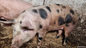 Purcele de prasila  - imagine 2