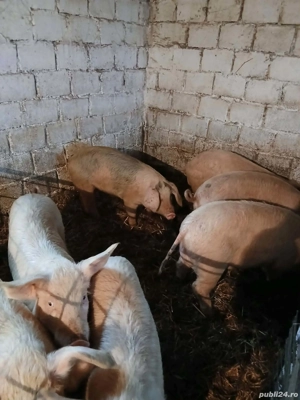 Porci de vânzare  - imagine 5