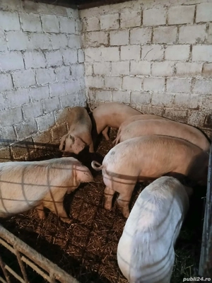 Porci de vânzare  - imagine 4