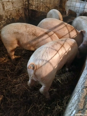 Porci de vânzare  - imagine 3
