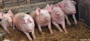 Purcele de prasila  - imagine 4