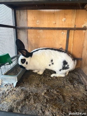 femele fluture german orginale  - imagine 2