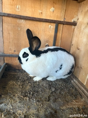 femele fluture german orginale 