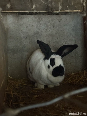 pui fluture german  - imagine 4