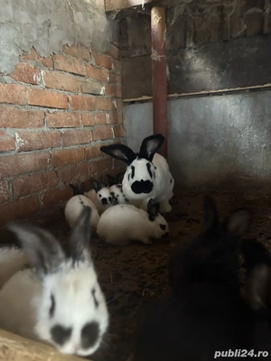 pui fluture german  - imagine 3