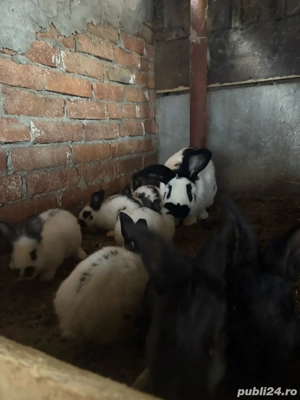 pui fluture german  - imagine 2