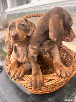 Femela teckel , 9saptamani 