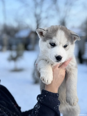 Pui Husky Siberian 