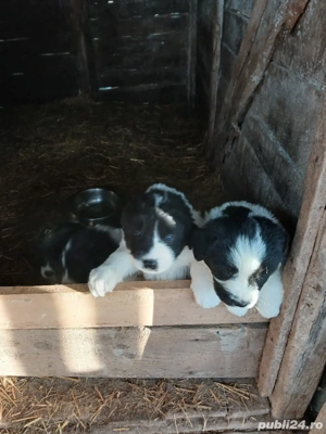 CIobanesc de Bucovina  - imagine 3