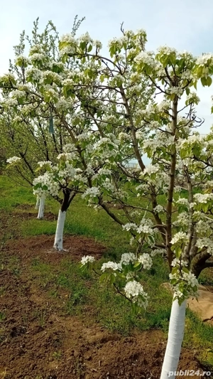De vanzare casa cu 2000m patrati - imagine 5