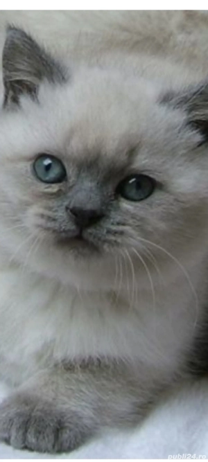 British Shorthair bluepoint!!! - imagine 2