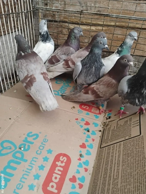 Porumbei tipleri englezi și zburători de budapesta - imagine 4