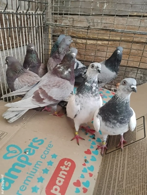 Porumbei tipleri englezi și zburători de budapesta - imagine 2