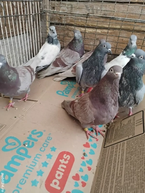 Porumbei tipleri englezi și zburători de budapesta - imagine 3