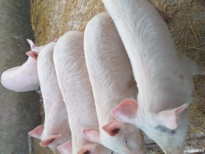 de vânzarea crescut in gospodărie proprie 