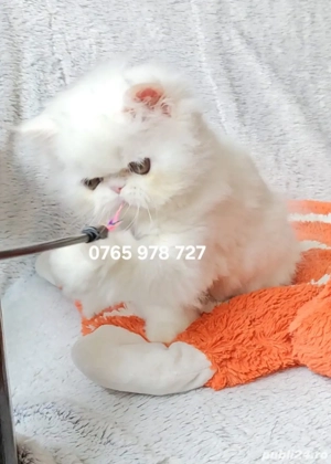 Vand pui persan alb, motănel ! - imagine 2