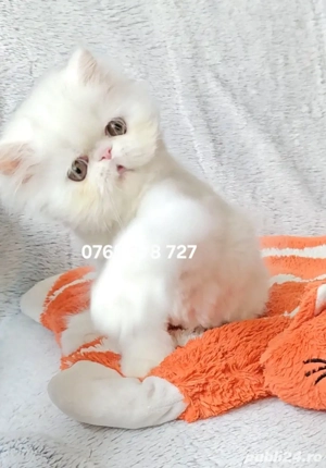 Vand pui persan alb, motănel ! - imagine 3