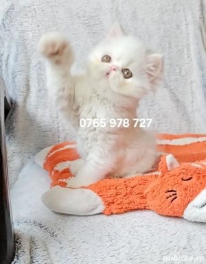 Vand pui persan alb, motănel ! - imagine 4