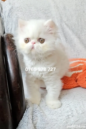 Vand pui persan alb, motănel ! - imagine 5