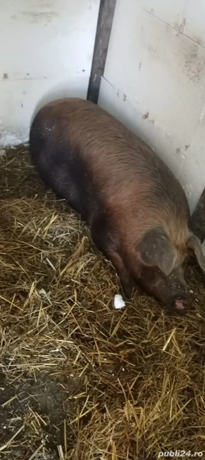 De vînzare porc - imagine 4