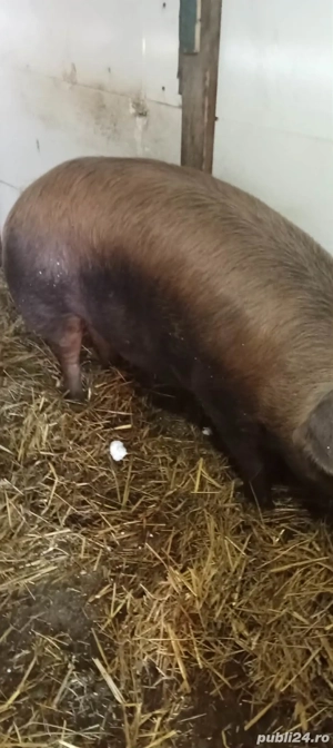 De vînzare porc - imagine 3