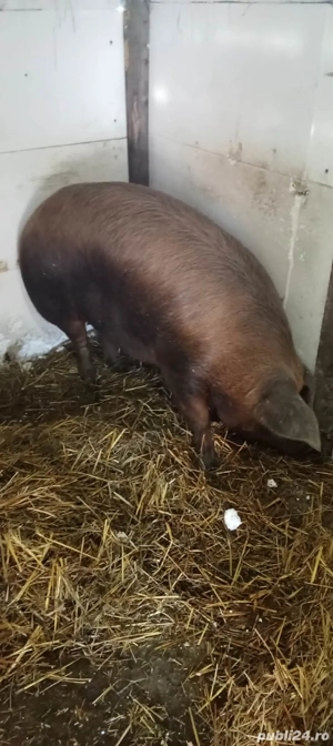 De vînzare porc - imagine 2