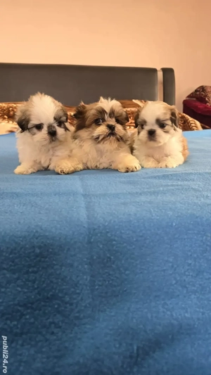 Șhih-tzu  Tricolori  7 săptămâni  - imagine 3