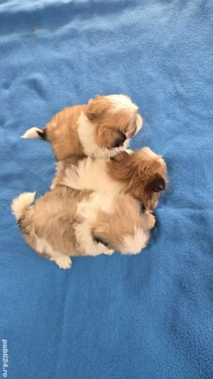 Șhih-tzu  Tricolori  7 săptămâni  - imagine 4