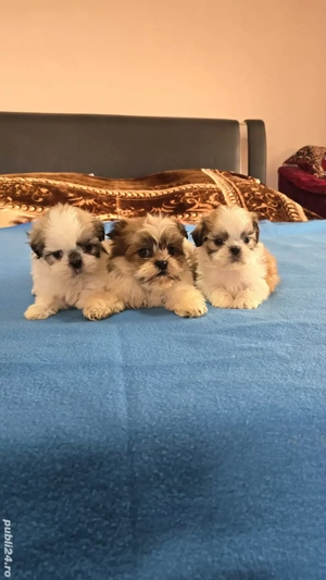 Șhih-tzu  Tricolori  7 săptămâni  - imagine 2
