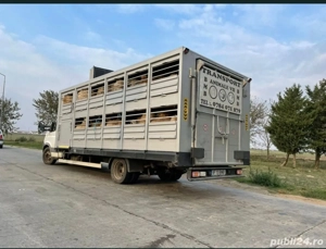 Transport animale vii oriunde in tara oi capre miei vaci vitei cai struți 