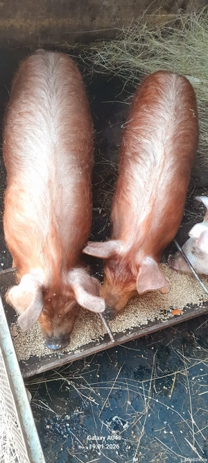 De vânzare 4 masculi duroc greutate între 35,40 kg  preț 2300 de lei negociabil 