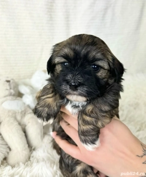 Bichon Havanez mascul