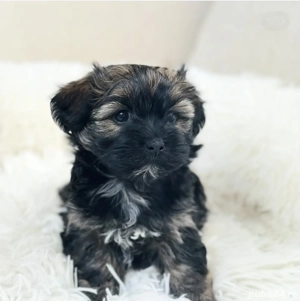 Bichon Havanez mascul - imagine 3