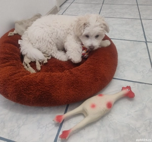 Vând cățeluș Bichon Maltez 